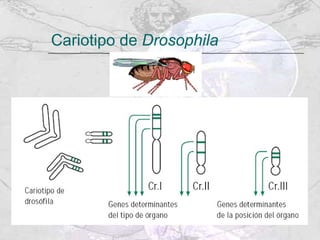 Cariotipo de  Drosophila 