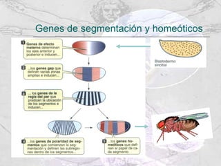 Genes de segmentación y homeóticos 