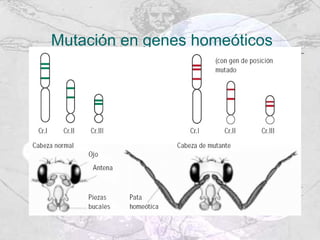 Mutación en genes homeóticos 
