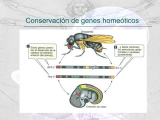 Conservación de genes homeóticos 