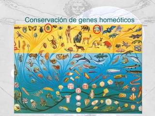 Conservación de genes homeóticos 