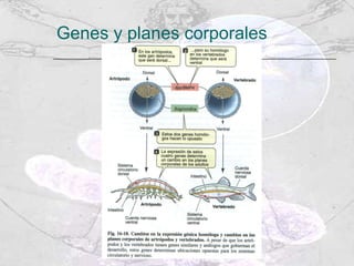 Genes y planes corporales 