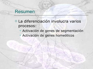 Resumen La diferenciación involucra varios procesos: Activación de genes de segmentación Activación de genes homeóticos 