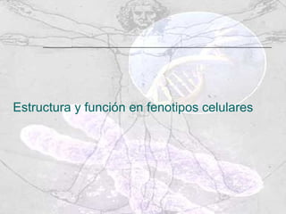 Estructura y función en fenotipos celulares 