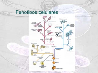 Fenotipos celulares 