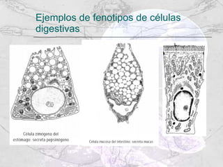 Ejemplos de fenotipos de células digestivas 