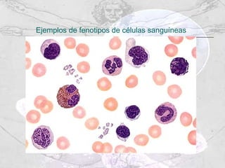 Ejemplos de fenotipos de células sanguíneas 