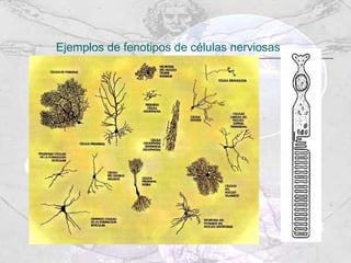 Ejemplos de fenotipos de células nerviosas 
