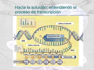 Hacia la solución: entendiendo el proceso de transcripción  