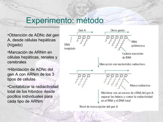 Experimento: método Obtención de ADNc del gen A, desde células hepáticas (hígado) Marcación de ARNm en células hepáticas, renales y cerebrales Hibridación de ADNc del gen A con ARNm de los 3 tipos de células Contabilizar la radiactividad total de los híbridos desde pocillos individuales para cada tipo de ARNm 
