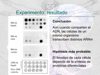 Experimento: resultado Conclusión : Aún cuando comparten el ADN, las células de un mismo organismo transcriben distintos ARNm Hipótesis más probable: El fenotipo de cada célula depende de la síntesis de proteínas diferenciales 