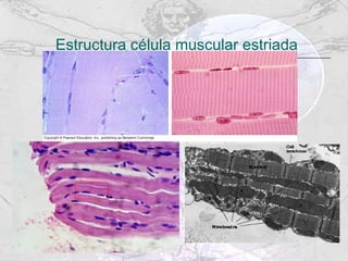 Estructura célula muscular estriada 