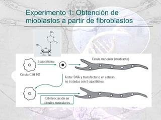 Experimento 1: Obtención de mioblastos a partir de fibroblastos 