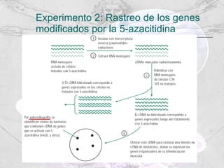 Experimento 2: Rastreo de los genes modificados por la 5-azacitidina 