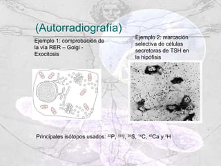 (Autorradiografía) Ejemplo 1: comprobación de la vía RER – Golgi - Exocitosis Ejemplo 2: marcación selectiva de células secretoras de TSH en la hipófisis Principales isótopos usados:  32 P,  131 I,  35 S,  14 C,  45 Ca y  3 H 
