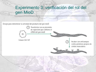 Experimento 3: verificación del rol del gen MioD 