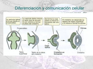 Diferenciación y comunicación celular 