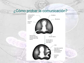 ¿Cómo probar la comunicación? 