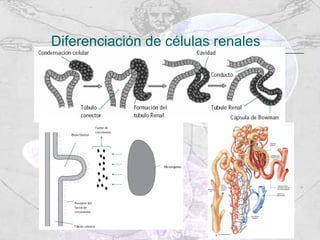 Diferenciación de células renales 
