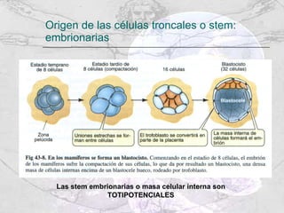Origen de las células troncales o stem: embrionarias Las stem embrionarias o masa celular interna son TOTIPOTENCIALES 