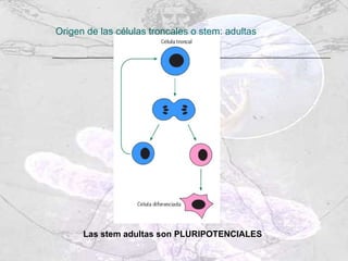 Origen de las células troncales o stem: adultas Las stem adultas son PLURIPOTENCIALES 