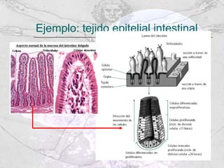 Ejemplo: tejido epitelial intestinal 