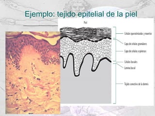 Ejemplo: tejido epitelial de la piel 