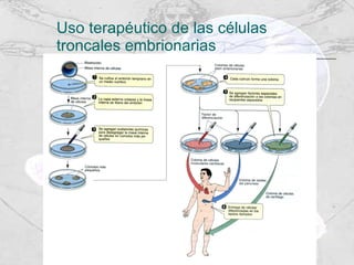 Uso terapéutico de las células troncales embrionarias 