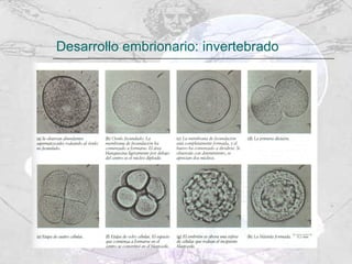 Desarrollo embrionario: invertebrado 