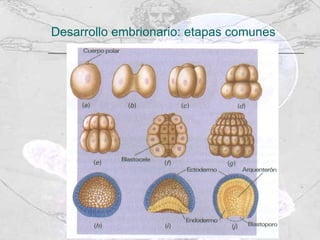 Desarrollo embrionario: etapas comunes 