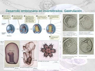 Desarrollo embrionario en invertebrados: Gastrulación 
