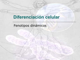 Diferenciación celular   Fenotipos dinámicos 