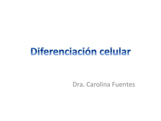 Dra. Carolina Fuentes  