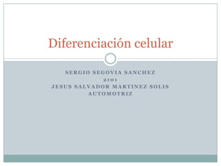 Diferenciación celular

   SERGIO SEGOVIA SANCHEZ
             2101
JESUS SALVADOR MARTINEZ SOLIS
         AUTOMOTRIZ
 