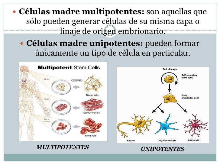 Diferenciación celular