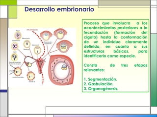 Desarrollo embrionario

                  Proceso que involucra       a los
                  acontecimientos posteriores a la
                  fecundación      (formación   del
                  cigoto) hasta la conformación
                  de un individuo claramente
                  definido, en cuanto a sus
                  estructuras     básicas,     para
                  identificarlo como especie.

                  Consta        de    tres   etapas
                  relevantes:

                  1. Segmentación.
                  2. Gastrulación.
                  3. Organogénesis.
 