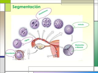 Segmentación



                         mórula




                      Blastocisto
                      o Blástula


fecundación
 
