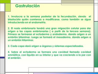Gastrulación

1. Involucra a la semana posterior de la fecundación, siendo el
blastocisto quién comienza a modificarse, como también se sigue
introduciendo en el endometrio.

2. El nodo embrionario tendrá una gran migración celular para dar
origen a las capas embrionarias ( a partir de la tercera semana).
Primero se formaran el ectodermo y endodermo, dando origen a un
embrión bilaminar. Luego se formará el mesodermo, dando origen a
un embrión trilaminar.

3. Cada capa dará origen a órganos y sistemas especializados.

4. Sobre el ectodermo se formara una cavidad llamada cavidad
amniótica, con líquido en su interior y que va creciendo a la par con
el embrión.
 