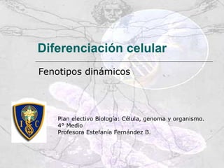 Diferenciación celular
Fenotipos dinámicos
Plan electivo Biología: Célula, genoma y organismo.
4° Medio
Profesora Estefanía Fernández B.
 