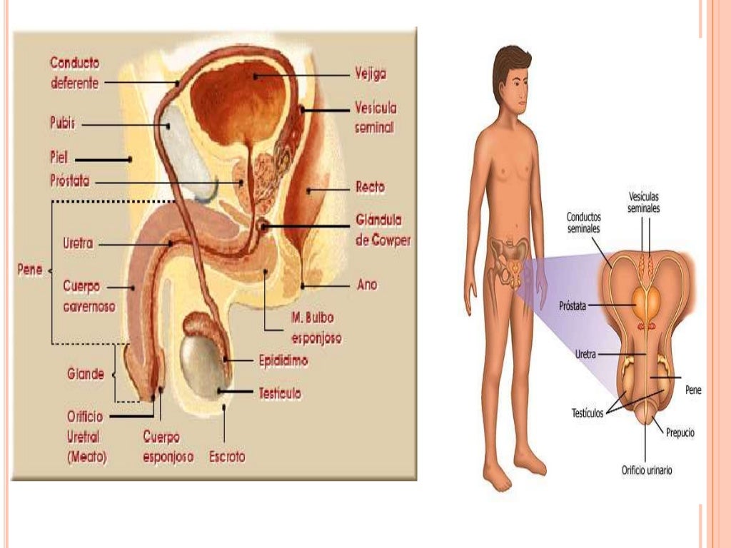 DETERMINACION AMBIENTAL DEL SEXO:Exiten  casos de seres vivientes que a pesar de tener la informacion genetica que determ...