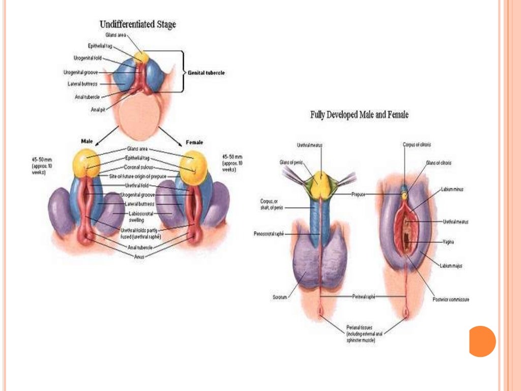DIFERENCIACION GONADAL La diferenciacion sexual gonadal depende del sexo  cromosomatico o genetico. Para esto, el esbozo ...