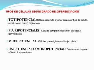 TIPOS DE CÉLULAS SEGÚN GRADO DE DIFERENCIACIÓN 
TOTIPOTENCIAL:Célula capaz de originar cualquier tipo de célula, 
e incluso un nuevo organismo. 
PLURIPOTENCIALES: Células comprometidas con las capas 
germinativas. 
MULTIPOTENCIAL: Células que originan un linaje celular. 
UNIPOTENCIAL O MONOPOTENCIAL: Células que originan 
sólo un tipo de células. 
 
