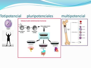 Totipotencial pluripotenciales multipotencial 
 