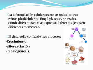 La diferenciación celular ocurre en todos los tres 
reinos pluricelulares : fungí, plantas y animales - 
donde diferentes células expresan diferentes genes en 
diferentes momentos. 
El desarrollo consta de tres procesos: 
-Crecimiento, 
-diferenciación 
- morfogénesis. 
 