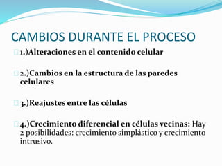 CAMBIOS DURANTE EL PROCESO 
1.)Alteraciones en el contenido celular 
2.)Cambios en la estructura de las paredes 
celulares 
3.)Reajustes entre las células 
4.)Crecimiento diferencial en células vecinas: Hay 
2 posibilidades: crecimiento simplástico y crecimiento 
intrusivo. 
 