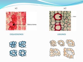 1.) 2.) 
ESQUIZOGENOS LISIGINOS 
 