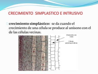 CRECIMIENTO SIMPLASTICO E INTRUSIVO 
crecimiento simplástico: se da cuando el 
crecimiento de una célula se produce al unísono con el 
de las células vecinas. 
 