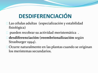 DESDIFERENCIACIÓN 
Las células adultas (especialización y estabilidad 
fisiológica) 
pueden recobrar su actividad meristemática . 
desdiferenciación (reembrionalización según 
Strasburger 1994). 
Ocurre naturalmente en las plantas cuando se originan 
los meristemas secundarios. 
 