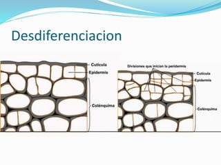 Desdiferenciacion 
 