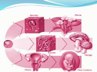 Diferenciacion celular